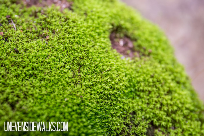 Moss Lichen Growing on the Rocks
